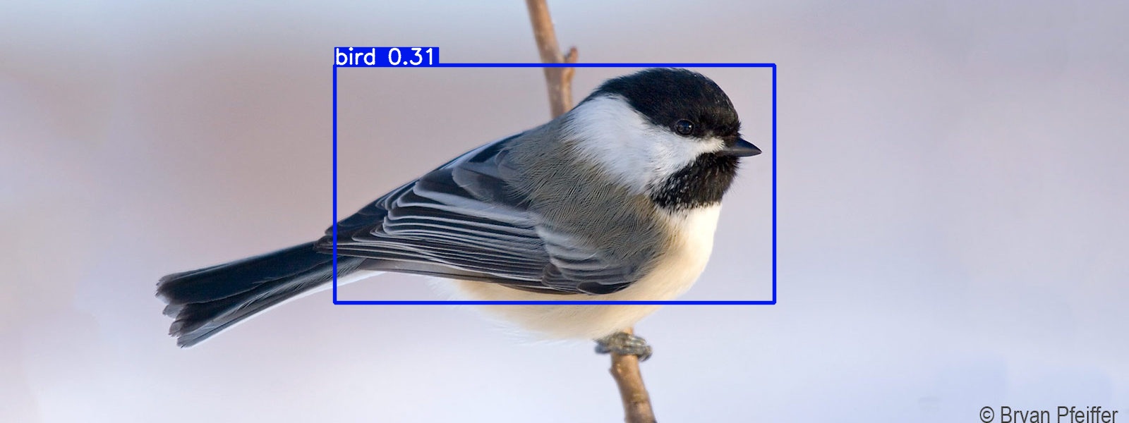 Image of chickadee with a poorly sized bounding box drawn around it with the
label "bird" and a confidence rating of 0.31