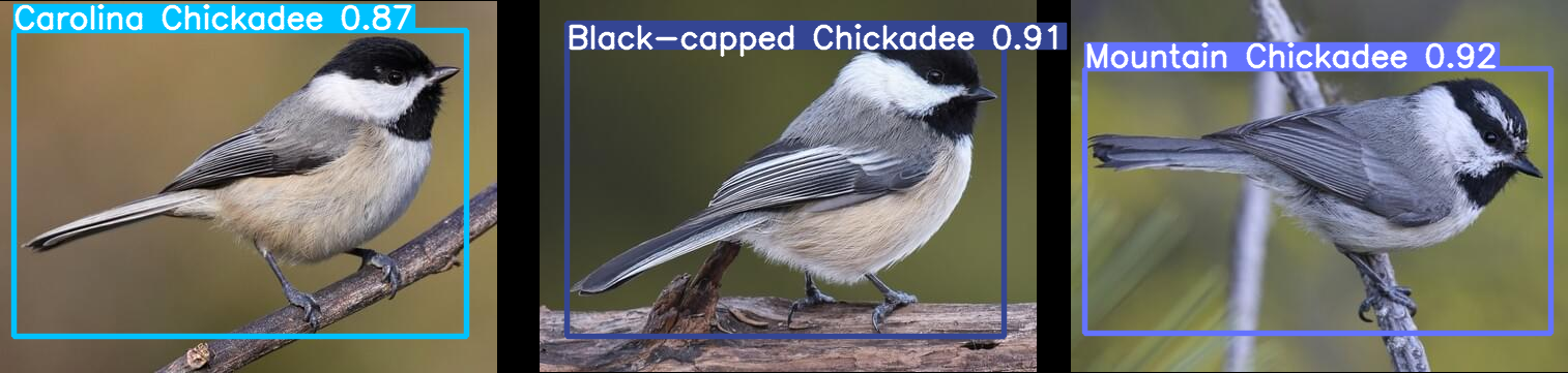 Composite picture of carolina, mountain and black-capped
chickadees